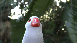 可愛い白文鳥 (2)